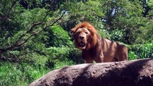 Lion free stock
