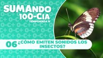 06  ¿Cómo emiten sonidos los insectos?