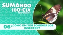 06  ¿Cómo emiten sonidos los insectos?