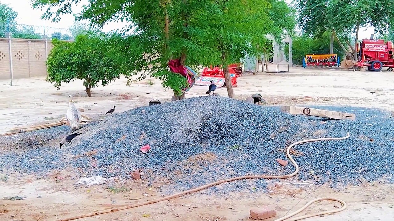 Crow wants to food of peacocks