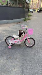 "Balancing act: This pup is on a mission to master cycling!"