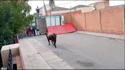 Download Video: Así ha sido la cornada mortal de un toro en un encierro de Pantoja (Toledo)