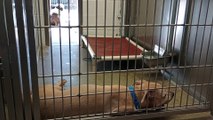 Zona-tan 4y A745570 Cyrus 5y A824894 kennel 205 harrys haven PACC shelter see who's leader of duo VID_20240918_154903112