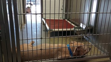 Zona-tan 4y A745570 Cyrus 5y A824894 kennel 205 harrys haven PACC shelter see who's leader of duo VID_20240918_154903112