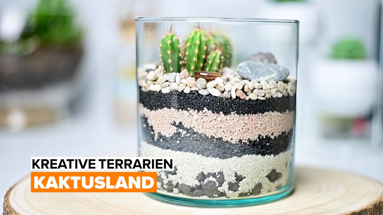 Kreative terrarien: kaktusland