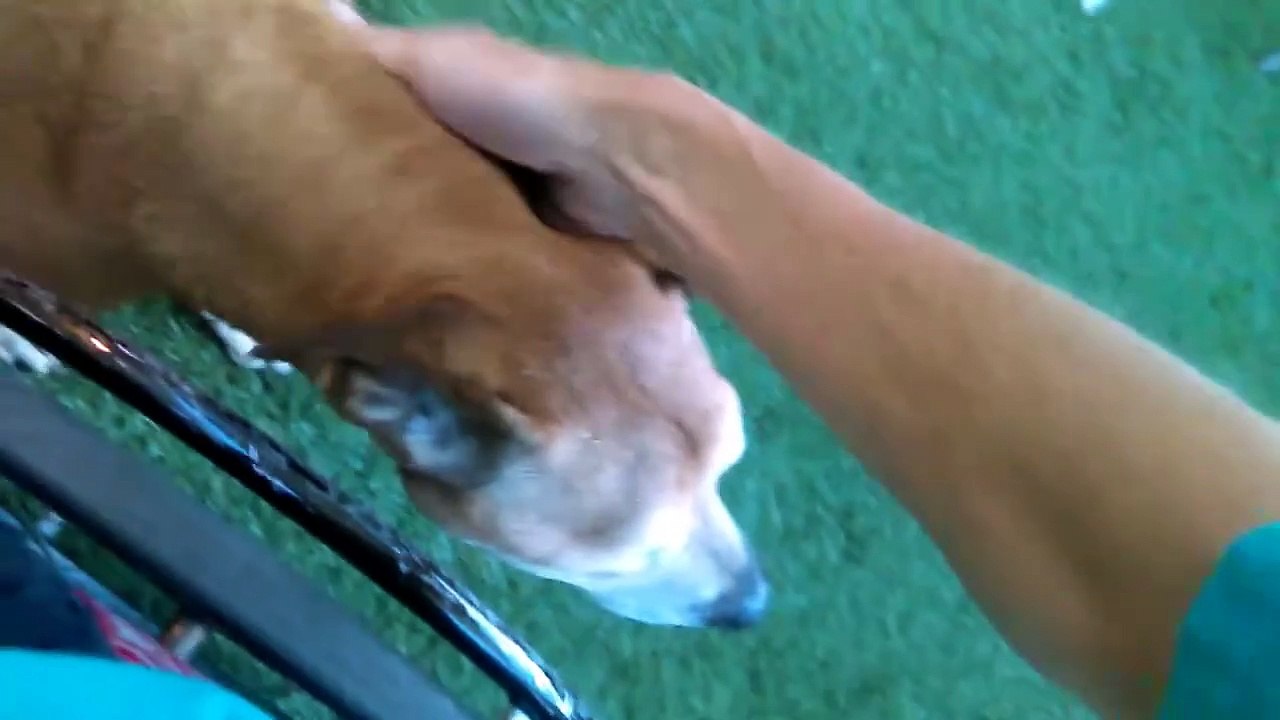 Old film❤️Phillip 15yr Old 9-23-17 Male A017492 Playing in Meet & Greet Yard & 10 Doggies At PACC (720p_30fps_H264-128kbit_AAC)