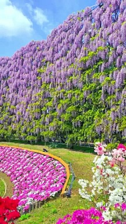COLOR FULL AREA,,,