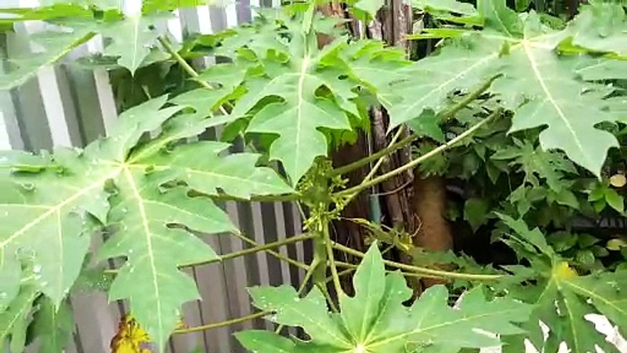 Vườn bông đu đủ đực chữa ho của gia đình em