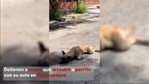 Detienen a mujer que arrastró a perrito con su auto en Tlaquepaque