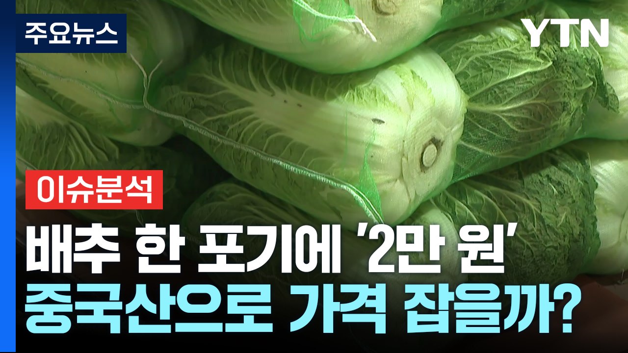 [뉴스나우] 배추 한 포기에 '2만 원'...중국산 수입 통해 가격 잡을까? / YTN