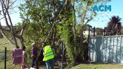 Koala rescue Woodford Street Minmi September 2024