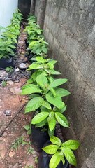 John Nwankwo Noko avocado pot