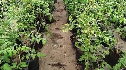 John Nwankwo Noko tomatoes fruits