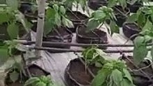 John Nwankwo Noko bell pepper in 2 weeks