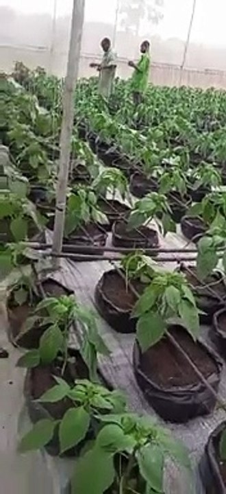 John Nwankwo Noko bell pepper in 2 weeks
