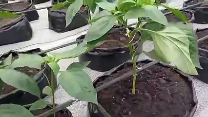John Nwankwo Noko bell pepper doing great