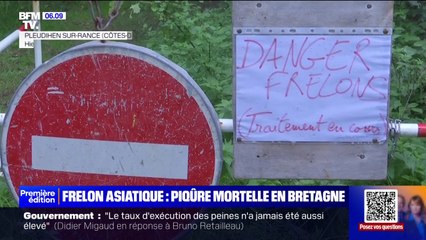 Download Video: Un mort et quatre blessés après une attaque de frelons asiatique en Bretagne