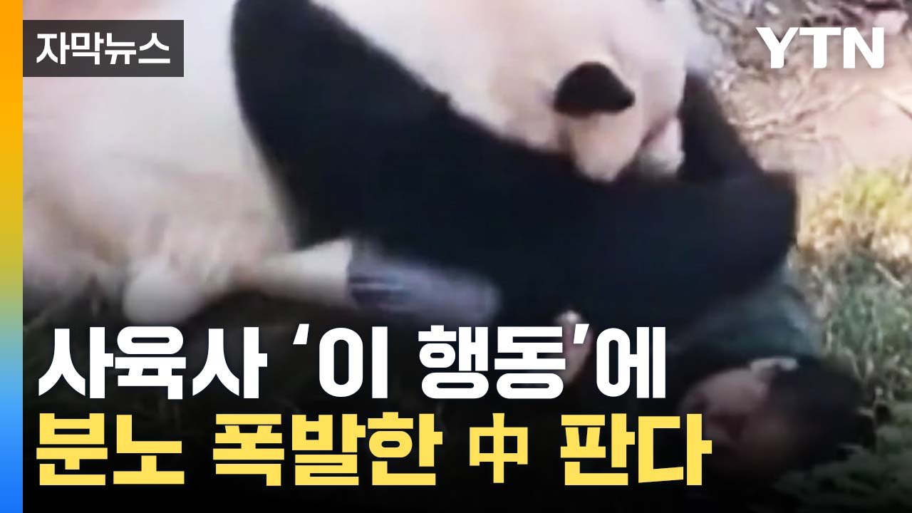 [자막뉴스] "이례적인 일"...분노 폭발한 中 판다가 공격한 이유 / YTN