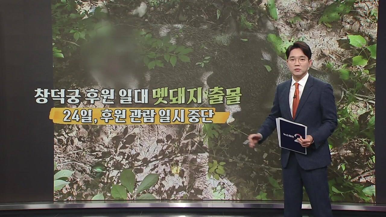멧돼지 출몰에 창덕궁 후원 관람 '한때 중단' [앵커리포트] / YTN