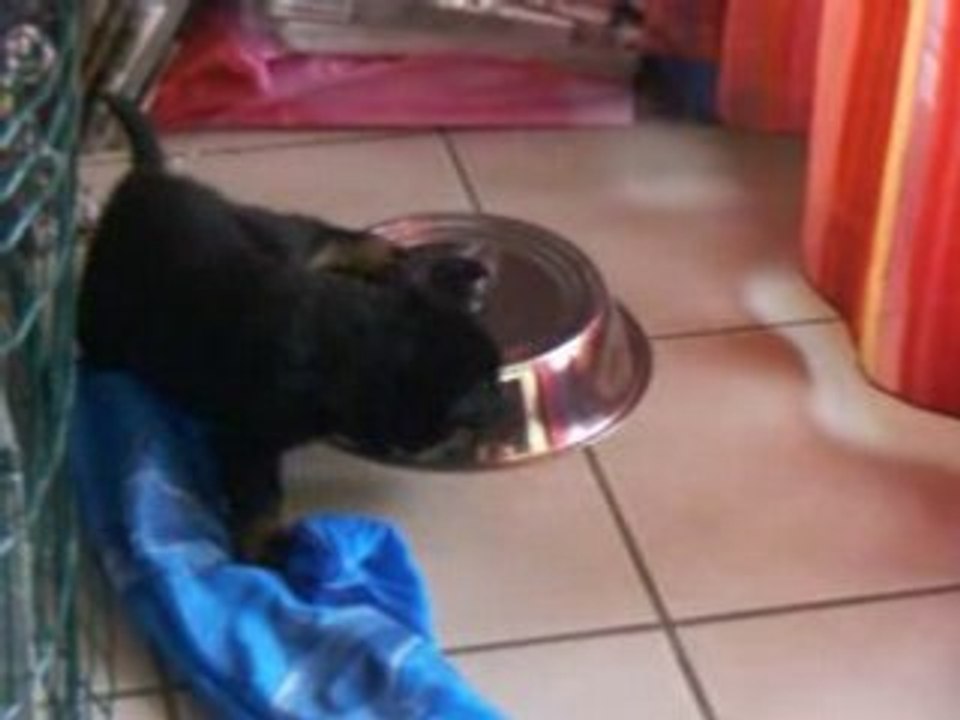 chiots 4 semaines