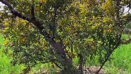 A tour of a beautiful village ( ایک خوبصورت گاؤں کی سیر )