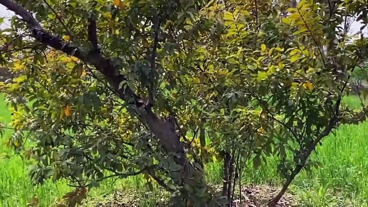 A tour of a beautiful village ( ایک خوبصورت گاؤں کی سیر )