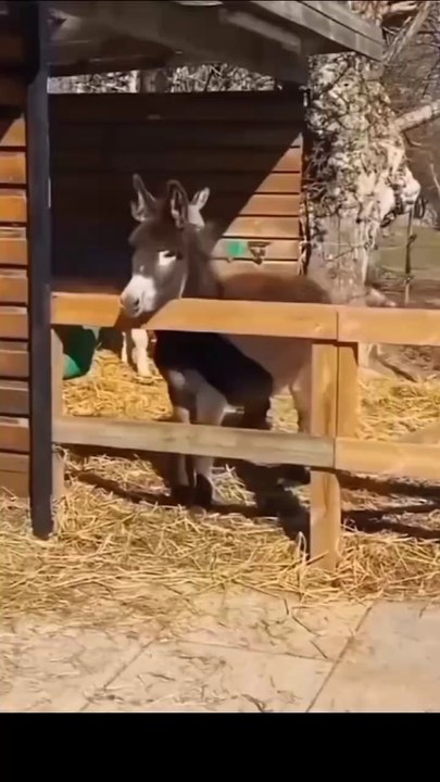 donkey stunner 