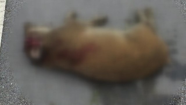 충남 당진 멧돼지 수십 마리 출몰 신고...3마리 사살 / YTN