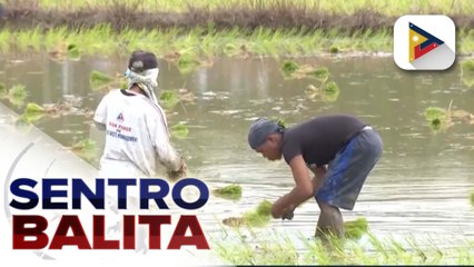 Presyo ng pagkain, target na ma-stabilize at tuluyang mapababa ayon sa D.A