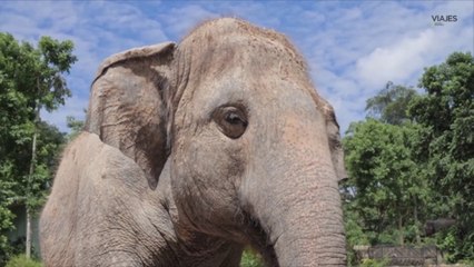 Los Big Five de Sri Lanka