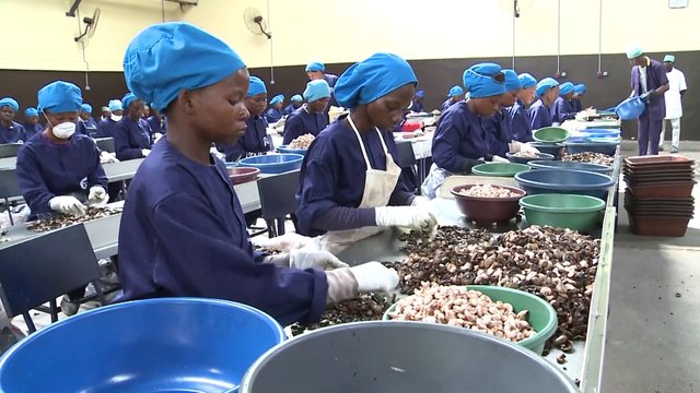 Les acteurs de la filière cajou réfléchissent sur la problématique d’investissement dans la transformation locale