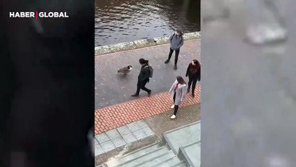 İngiltere’de kızgın kaz bölgesini işgal eden insanları kovaladı