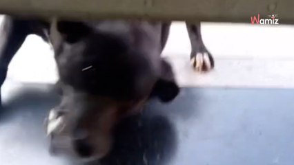 Tous les matins, ce chien attend que la clinique vétérinaire ouvre, et ne raterait ce moment pour rien au monde (vidéo)