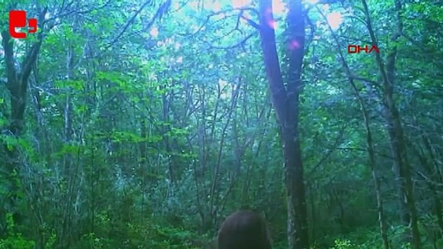 Milli parktaki ayıların davranışları fotokapanla tespit edildi