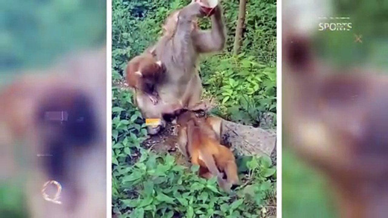Monkey funniest moment