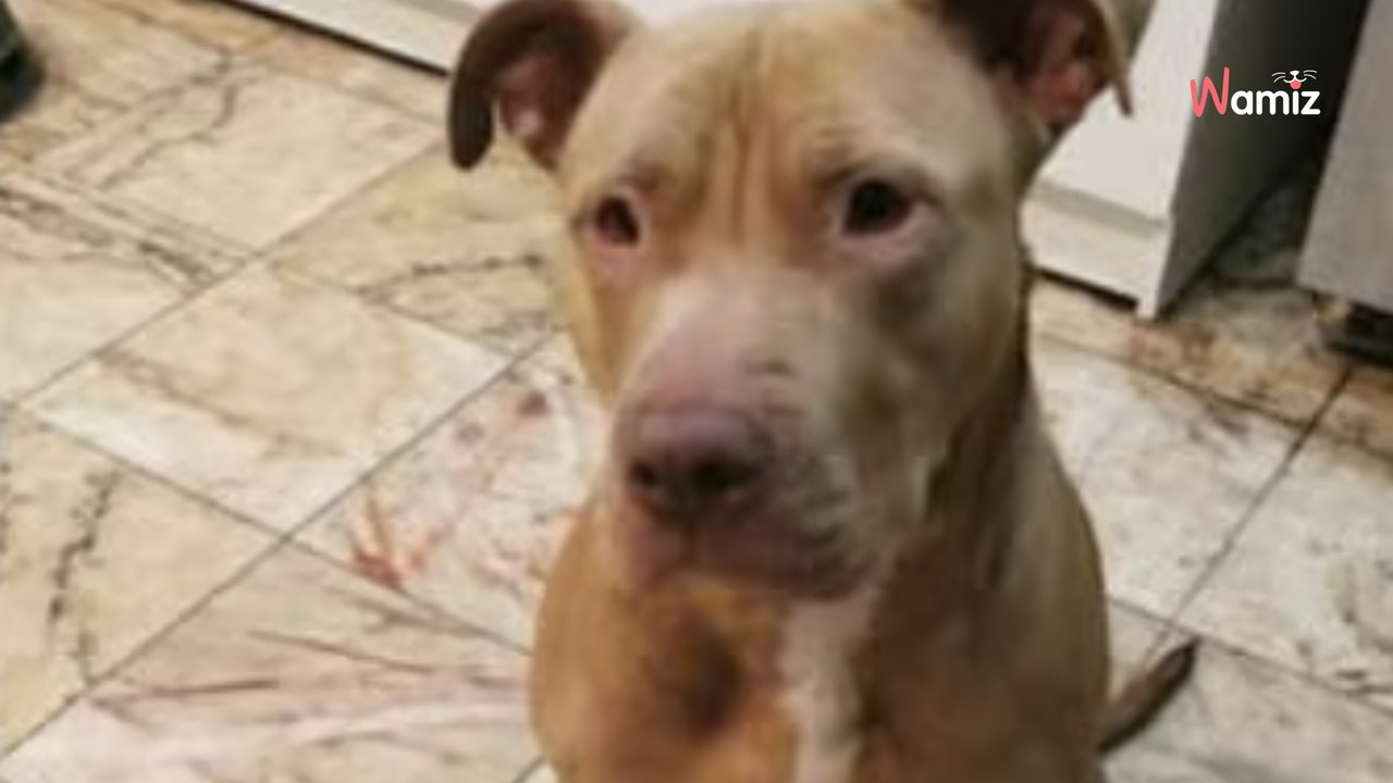 Leur fils fait plusieurs AVC et ils récupèrent son chien : trop âgés pour s'en occuper, ils cherchent de l'aide