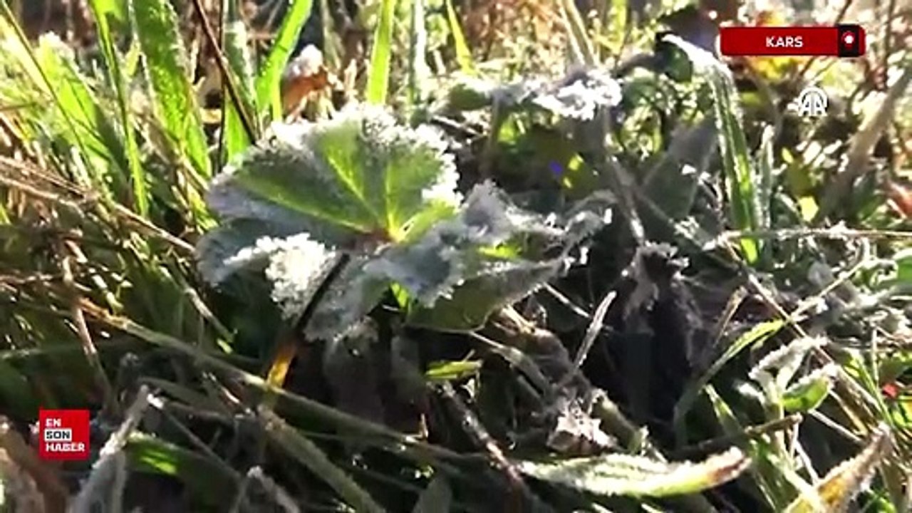 Kars Sarıkamış'ta araç camları ve bitkiler kırağı tuttu