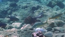 Octopuses seen punching fish that don’t cooperate on hunting trips in rare video