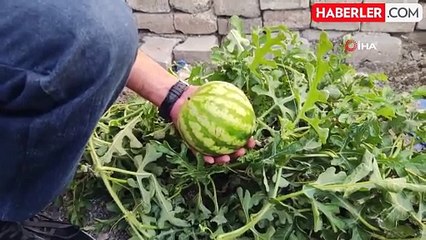 Yol Ortasında Yetişen Karpuz Merak Uyandırdı