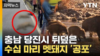 [자막뉴스] '무려 수십 마리가'... 충남 당진 난리 난 멧돼지 소동 / YTN