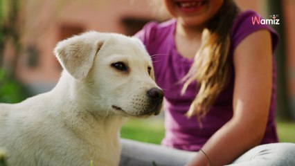 Pour aider les élèves en difficulté, ce collège a fait appel à Volt, un labrador croisé