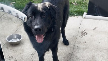 Golden Shepherd saves the day after locking mom behind the door