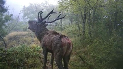 L'impressionante bramito del cervo nelle Foreste Casentinesi (e come fare per ascoltarlo dal vivo)