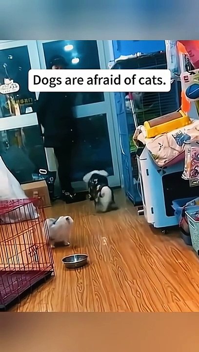 Cats & Dogs