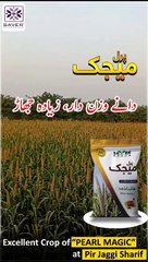 Excellent Crop of "PEARL MAGIC" at Pir Jaggi Sharif