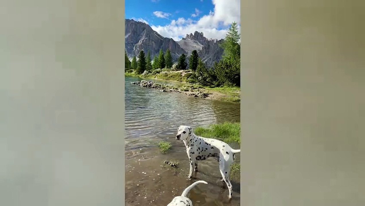 Dog holidays