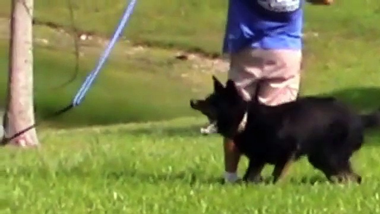 Complete Guide to Guard Dog Training - Step-by-Step Techniques for a Well-Trained Dog!