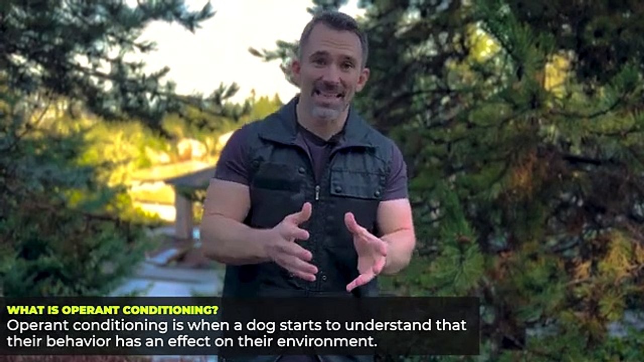 Essential Tips for Training Your New Puppy | First Steps for Beginners!