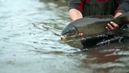 La cría de salmones está en auge