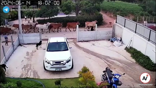 Video: ¡Furia animal! Una vaca atacó violentamente a una pastora y a los transeúntes